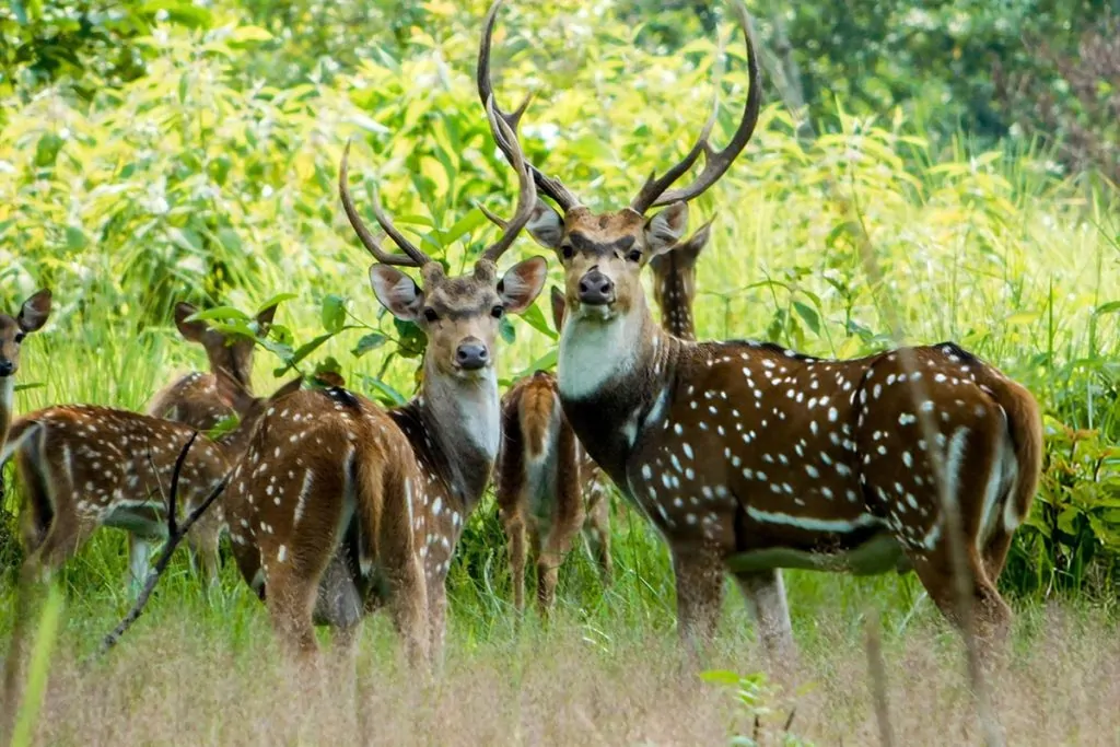 Chitwan Tour