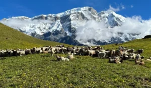 kori trek