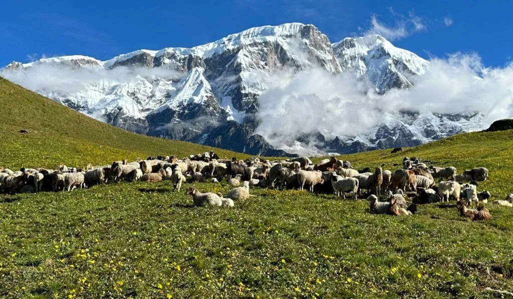 Kori Trek Big Sky Treks kori trek