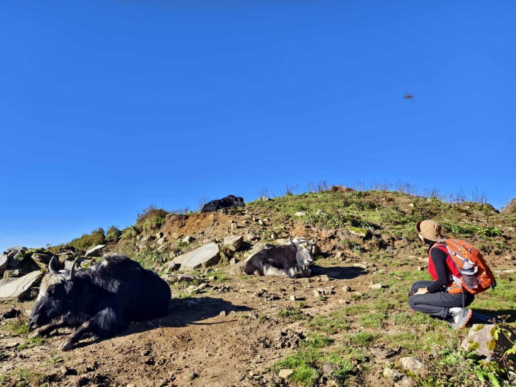 Mardi Himal Trek with Tolka through Landruk