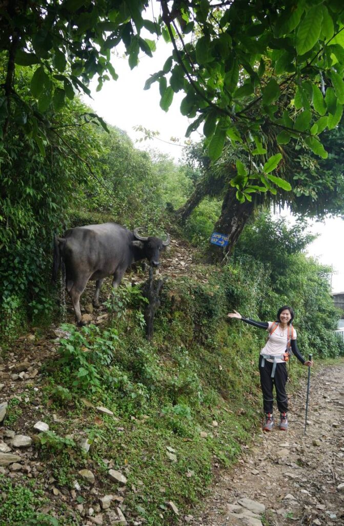 buffalo on the way to mardi himal trek